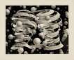 Bond Of Union - Signed Print
