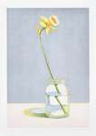Daffodil - Signed Print
