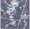 DOB Myxomycete - Signed Print