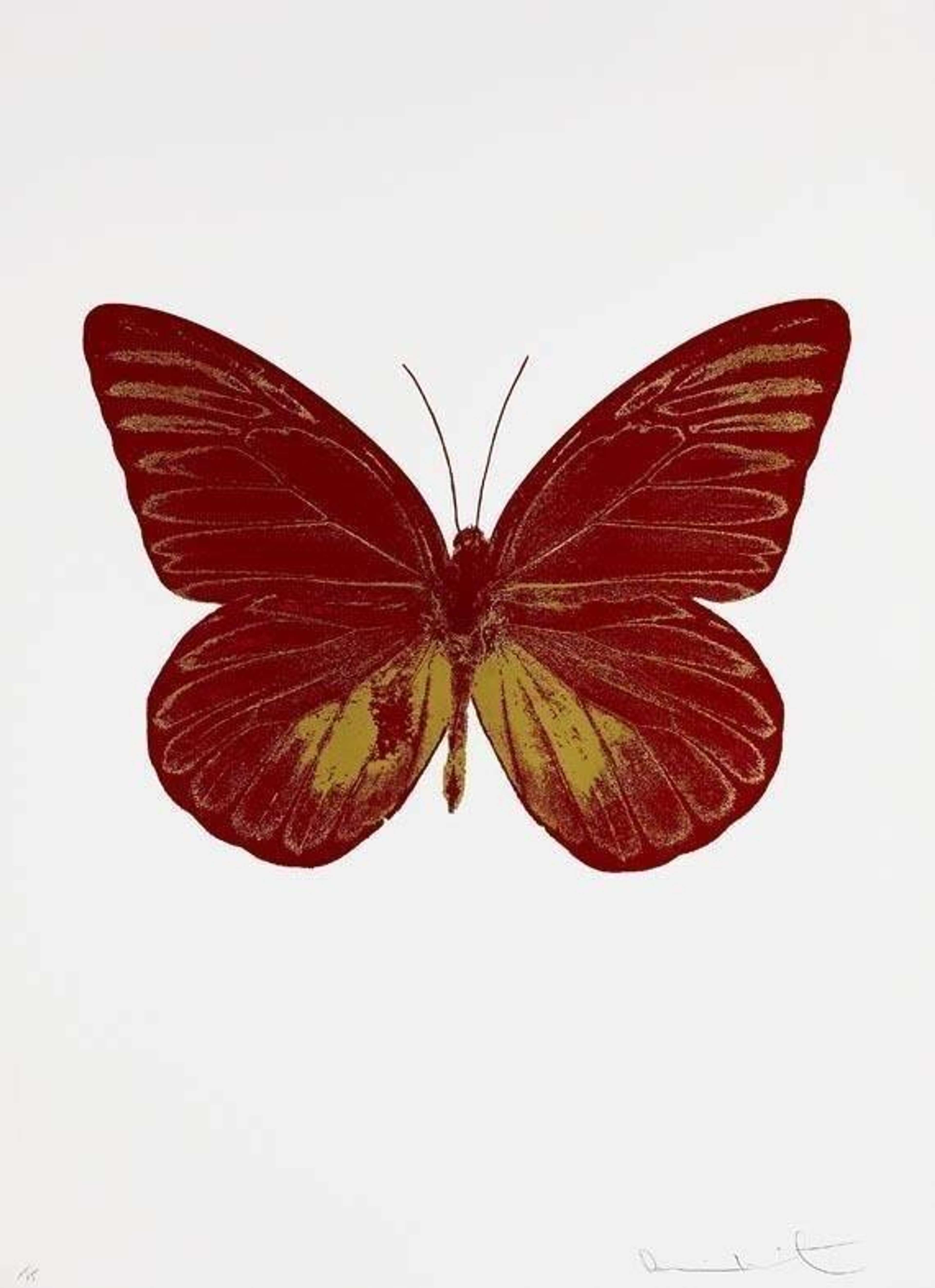 The print shows a large butterfly with its wings outspread, set against a white backdrop. Depicted in red and gold, the image of the butterfly has been rendered flat and simplified into block colours, obscuring the fine detail of the real butterfly wings.