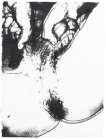 Sex Parts (F. & S. II.175) - Signed Print
