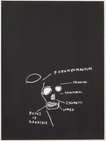 Anatomy, Ramus Of Mandible - Signed Print