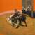 Bull Fight