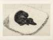 Dog Etching No. 12 - Signed Print