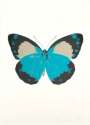 Damien Hirst: The Souls II (turquoise, raven black, cool gold) - Signed Print
