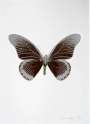 Damien Hirst: The Souls IV (chocolate, silver gloss, leaf green) - Signed Print