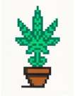 Hollyweed (brown) - Signed Print
