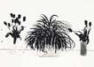 Two Vases Of Cut Flowers And A Liriope Plant - Signed Print