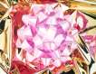 Pink Bow - Signed Print