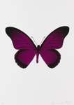 The Souls IV (fuchsia pink, raven black) - Signed Print
