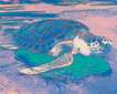 Turtle (F. & S. II.360A) - Signed Print