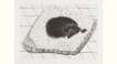 Dog Etching No. 4 - Signed Print