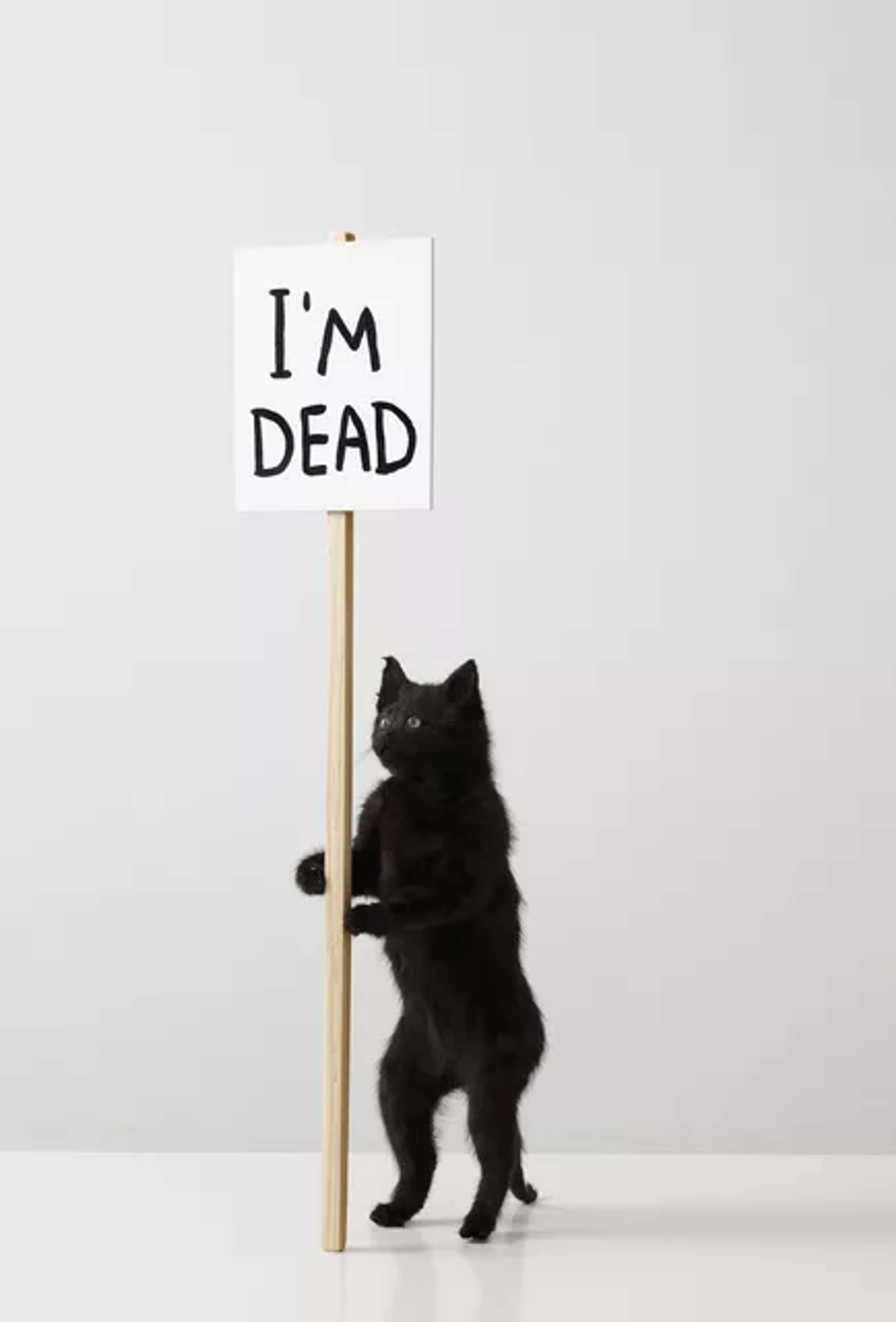 Je suis Mort © David Shrigley 2011 - MyArtBroker