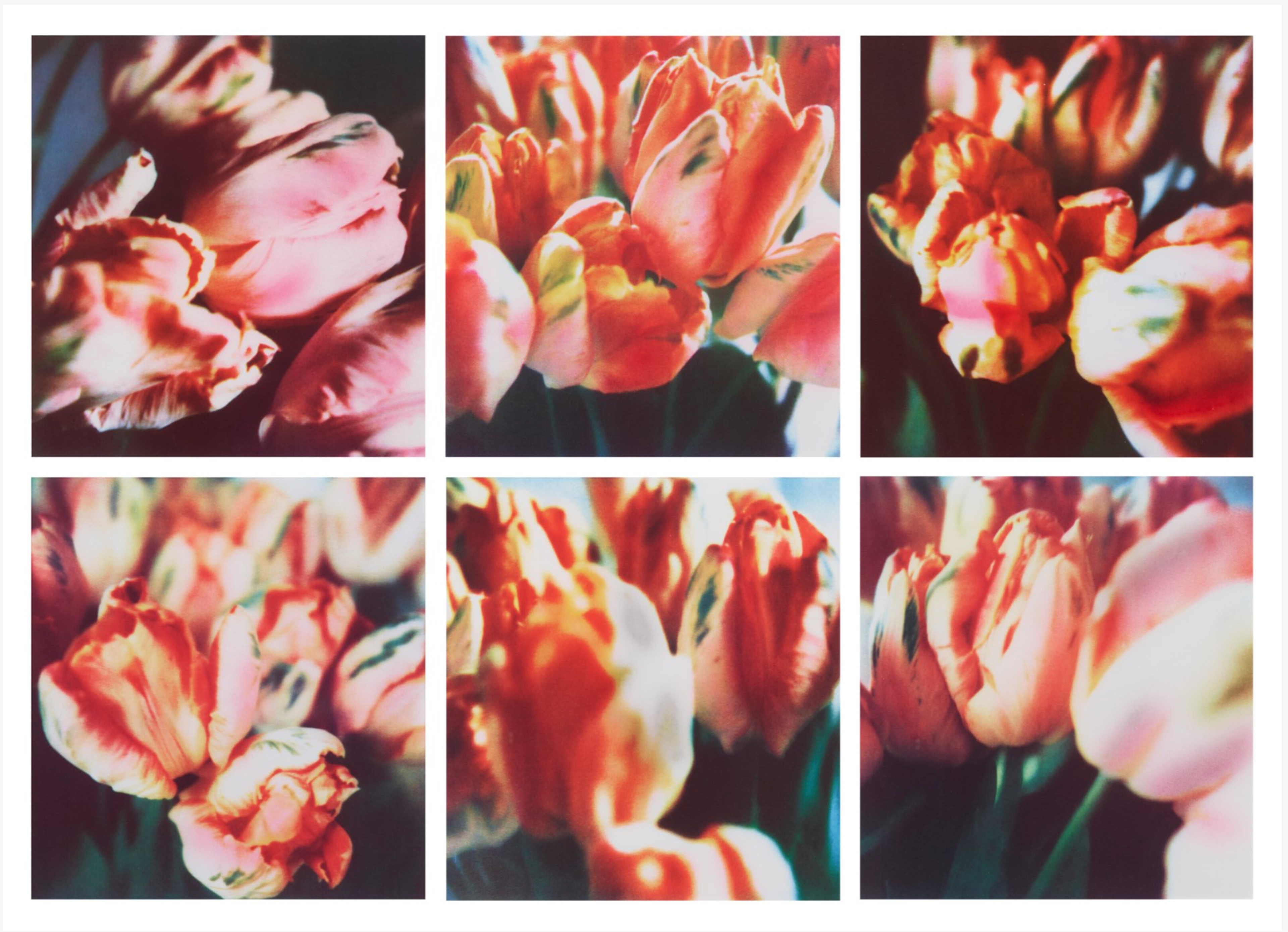Tulipes (III) par Cy Twombly - MyArtBroker