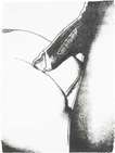 Sex Parts (F. & S. II.174) - Signed Print