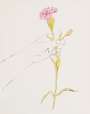 Andy Warhol: A Gold Book: Hand With Carnation (F. & S. IV.115) - Unsigned Print