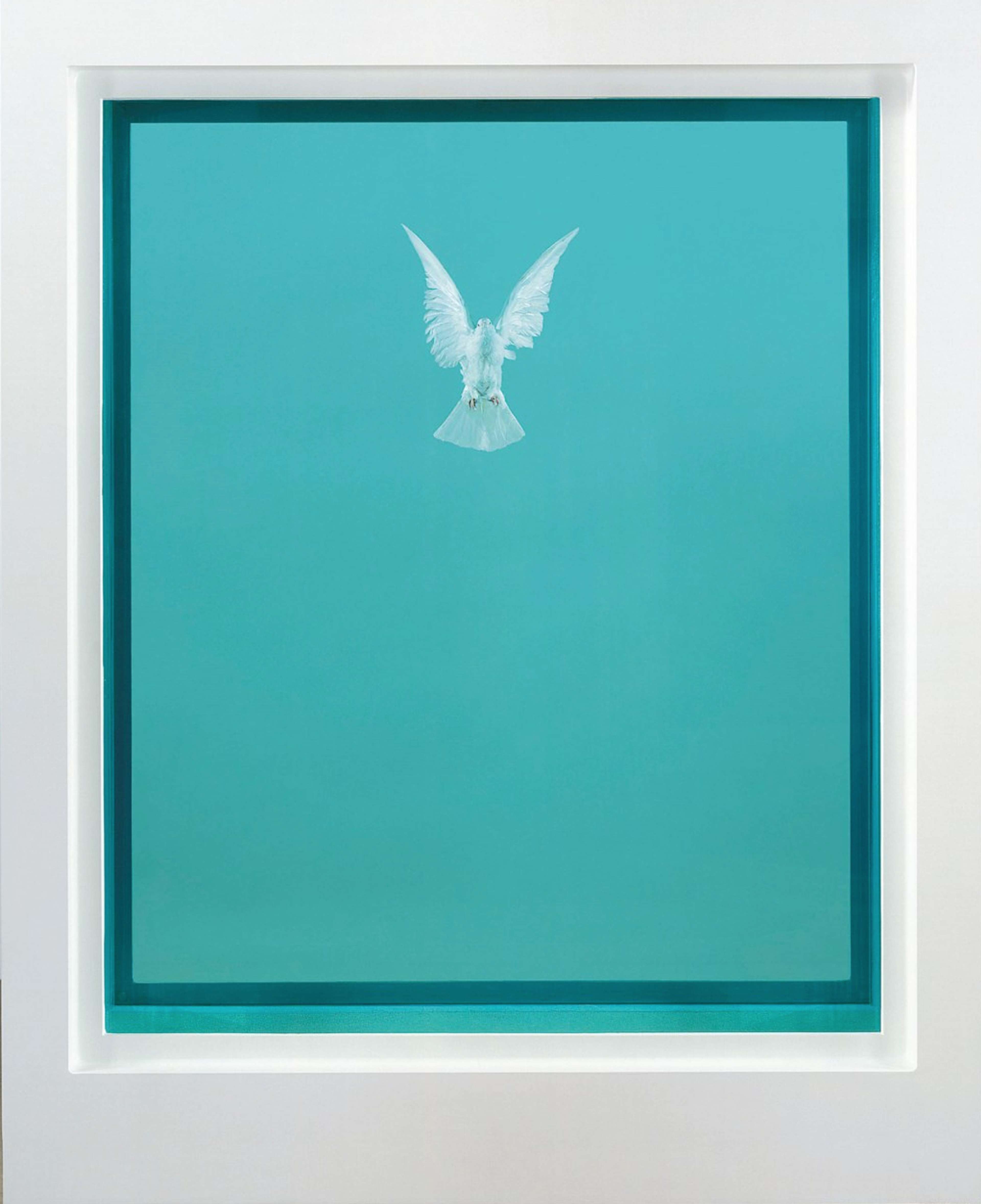 Une image de l'œuvre « The Incomplete Truth » de Damien Hirst. Elle est composée d'une colombe, mise en scène et immergée dans du formaldéhyde.