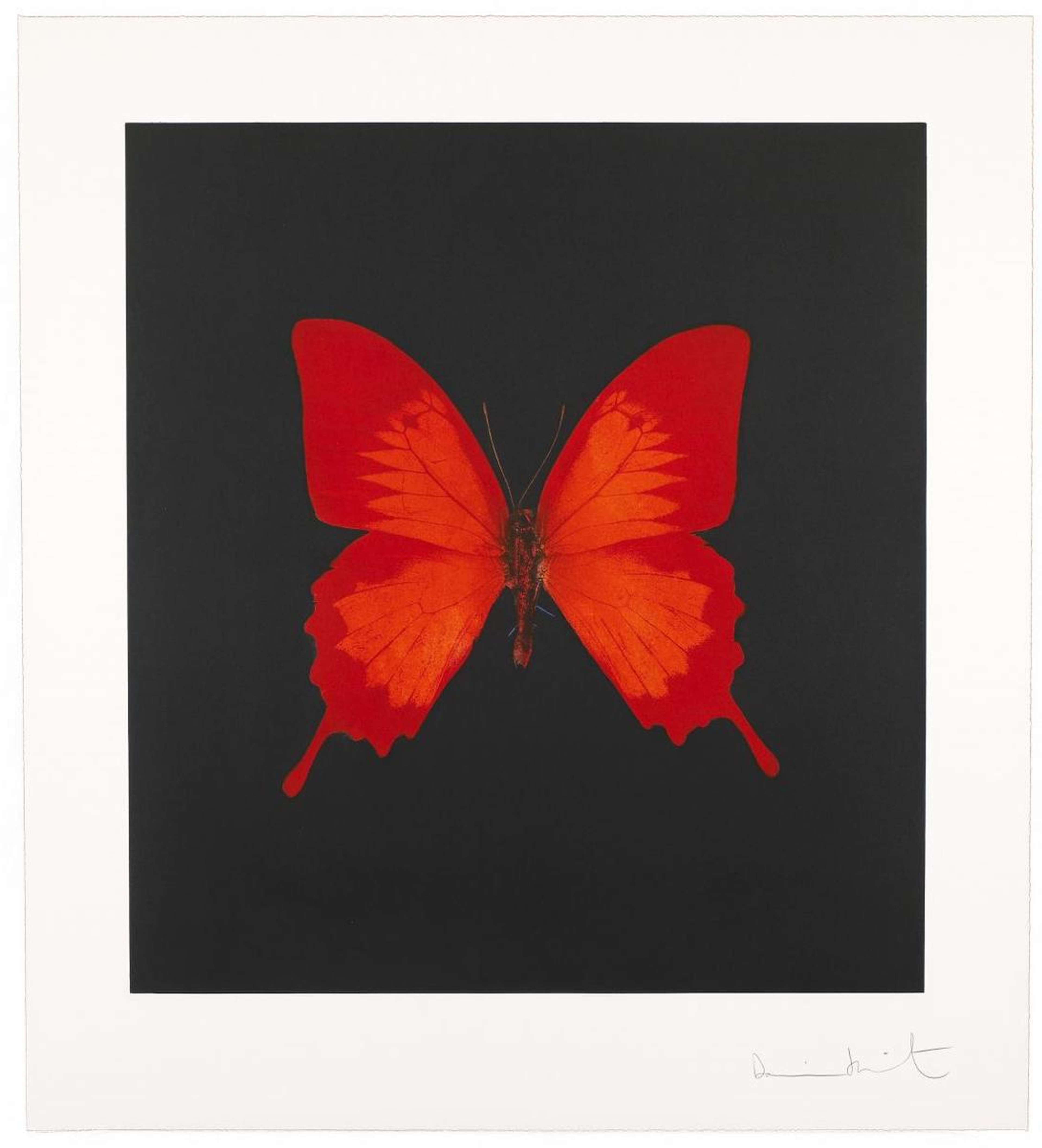 Sérigraphie de Damien Hirst représentant un papillon rouge sur fond noir, imprimée sur papier blanc avec la bordure visible.