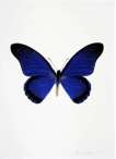 The Souls IV (Westminster blue, raven black, cool gold) - Signed Print