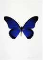 Damien Hirst: The Souls IV (Westminster blue, raven black, cool gold) - Signed Print