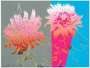 Andy Warhol: Kiku (F. & S. II.308) - Signed Print