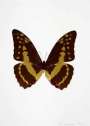 Damien Hirst: The Souls III (chocolate, oriental gold, burgundy) - Signed Print