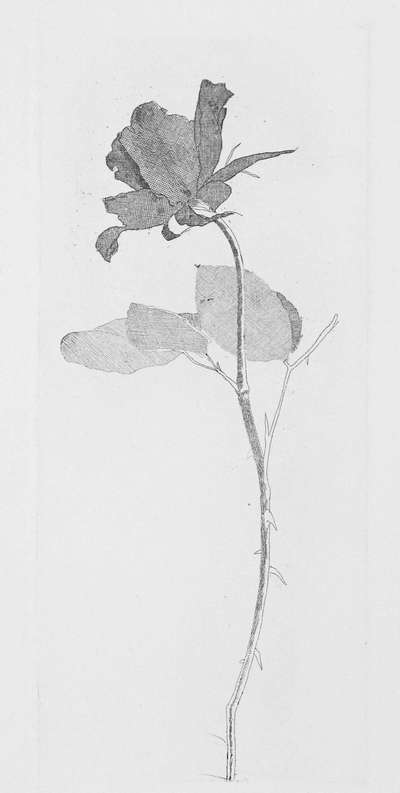 The Rose And The Rose Stalk - Signed Print by David Hockney 1969 - MyArtBroker