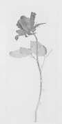 David Hockney: The Rose And The Rose Stalk - Signed Print