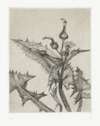 Freud's Plants
