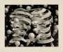 Maurits Cornelis Escher: Bond Of Union - Signed Print