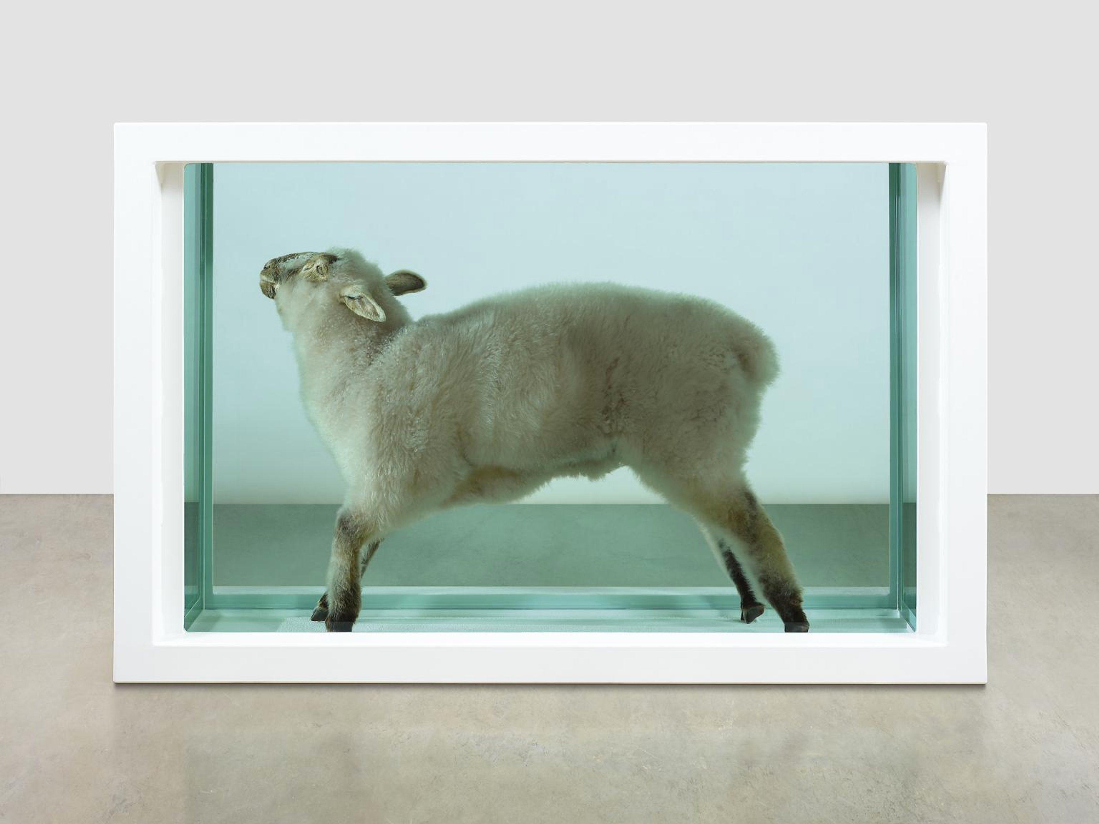 « Away From The Flock » de Damien Hirst. Photographie d'une installation artistique représentant un mouton dans un réservoir de formaldéhyde