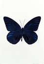 Damien Hirst: The Souls I (Westminster blue, raven black, imperial purple) - Signed Print