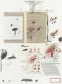 Cy Twombly: Plate IV (from Natural History Part I - Mushrooms) - Signed Print