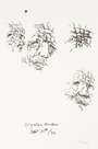 Henry Moore: Sketches Of Auden - Signed Print