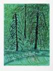 The Yosemite Suite 16 - Signed Print