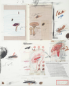 Natural History Part I: Mushrooms