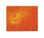 Ed Ruscha: Boiling Blood, Fly - Signed Print