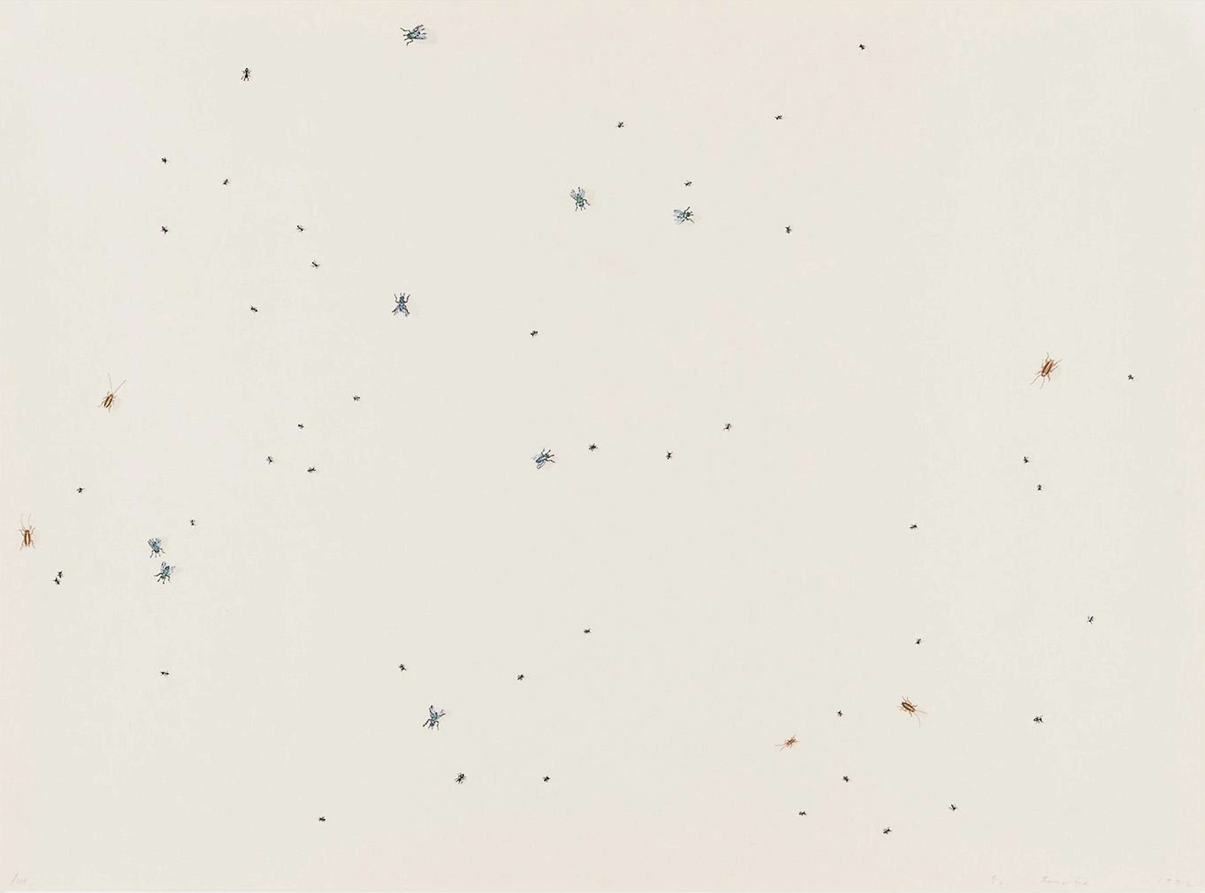 De petits insectes délimités à l'encre brune et noire sur un fond de papier blanc.