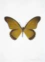 Damien Hirst: The Souls IV (oriental gold, gunmetal, silver gloss) - Signed Print