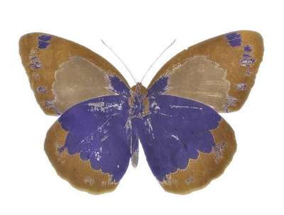 The Souls II (Westminster blue, oriental gold) - Signed Print by Damien Hirst 2010 - MyArtBroker