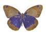 Damien Hirst: The Souls II (Westminster blue, oriental gold) - Signed Print