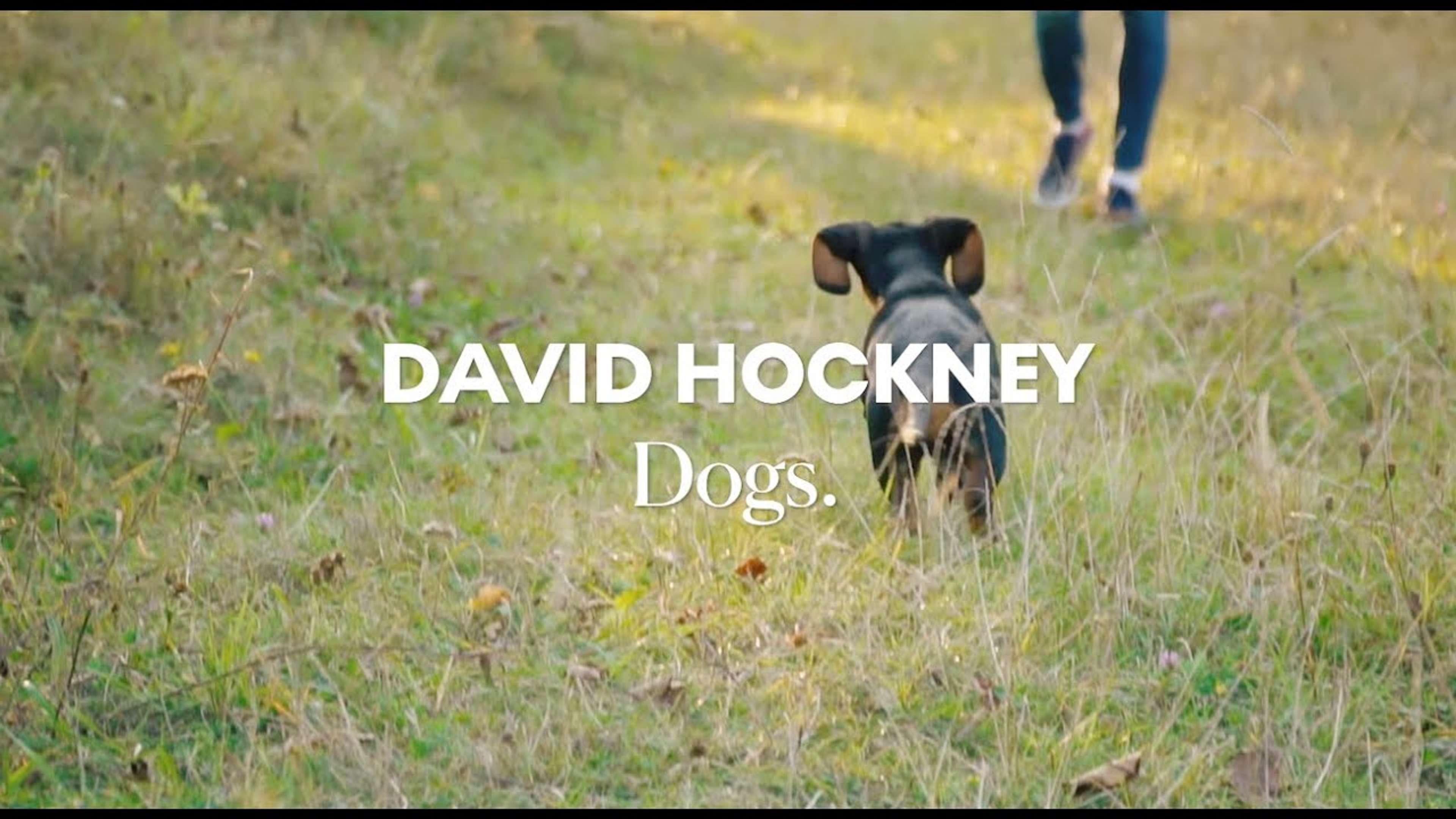 Chiens : David Hockney