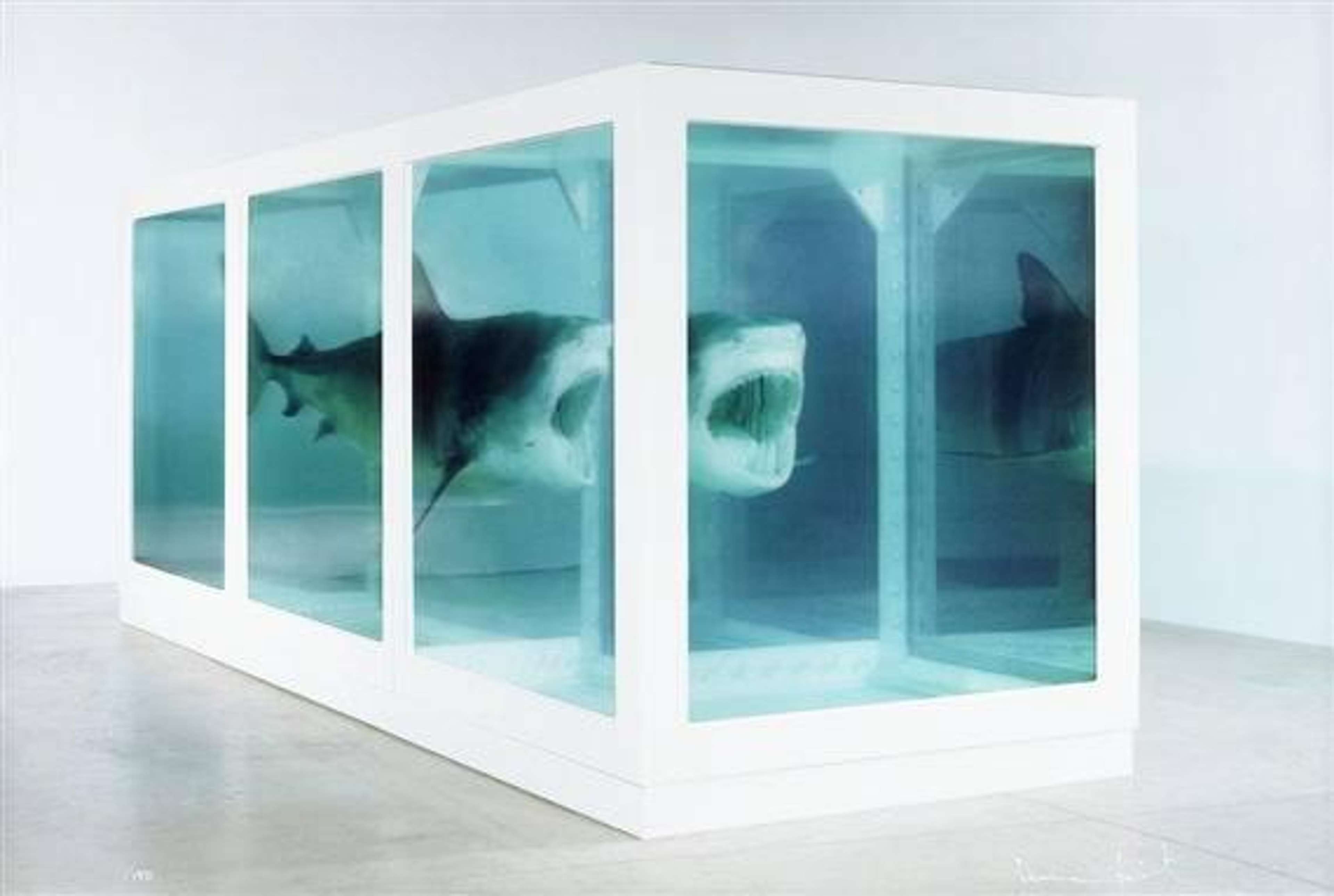 Sculpture d'un requin suspendu dans du formaldéhyde.