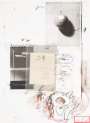 Cy Twombly: Plate VIII (from Natural History Part I - Mushrooms) - Signed Print