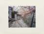 Ai Weiwei: Becoming #24 - Unsigned Print