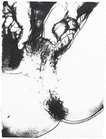 Sex Parts (F. & S. II.175) - Signed Print