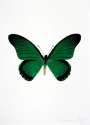 Damien Hirst: The Souls IV (emerald green, raven black, cool gold) - Signed Print