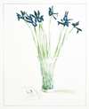 Still Lifes