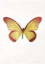 Damien Hirst: The Souls IV (oriental gold, burgundy, leaf green) - Signed Print
