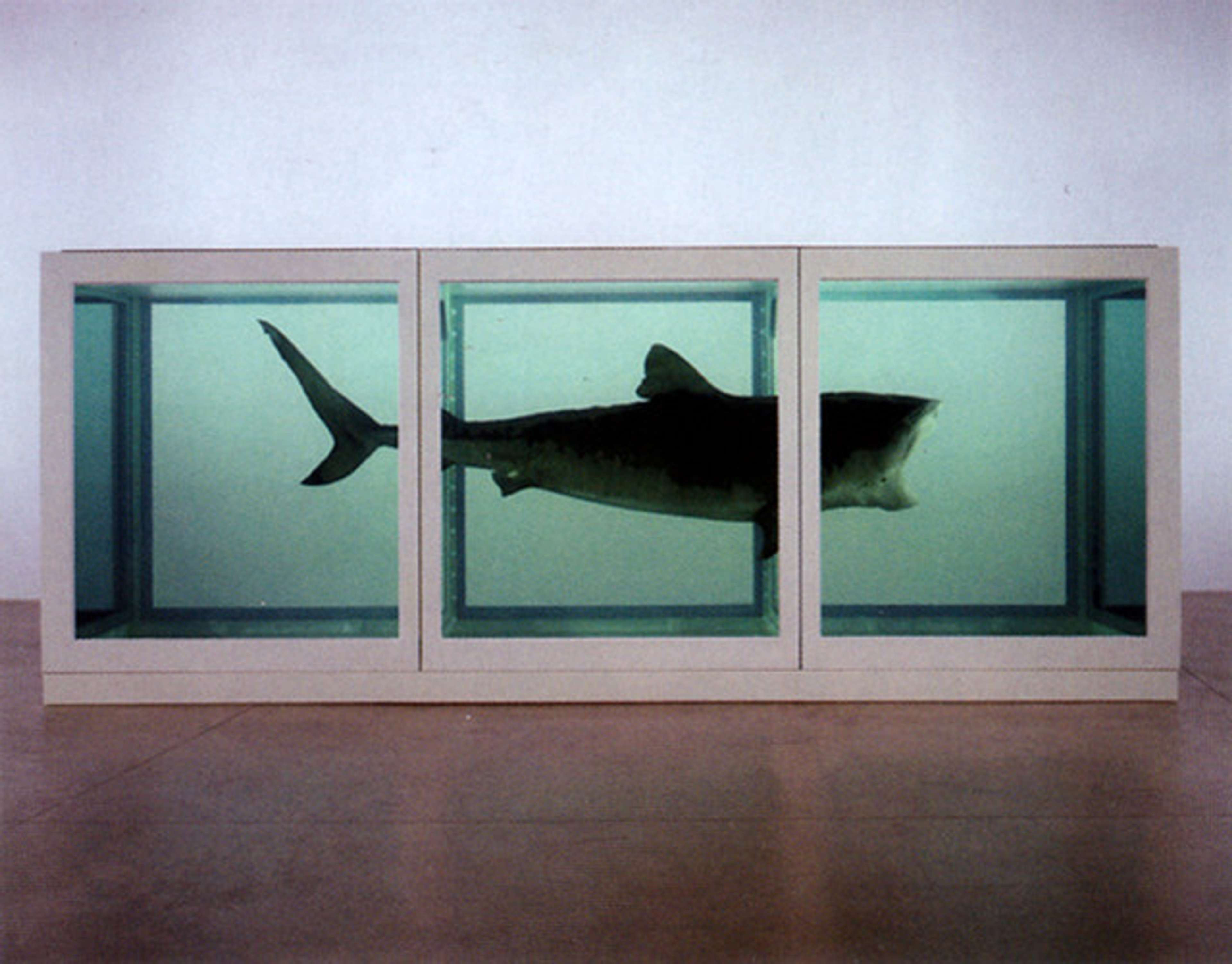 Un requin-tigre conservé, suspendu dans un bocal en verre rempli de formol, intitulé « The Physical Impossibility Of Death In The Mind Of Someone Living » par Damien Hirst, 1991.